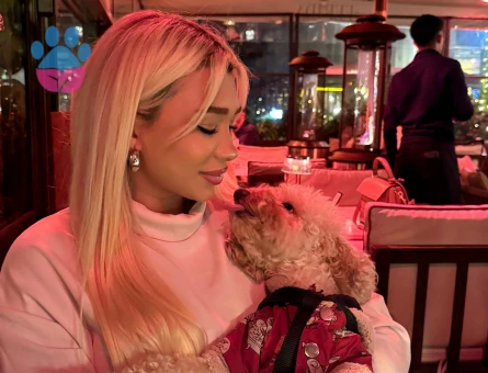 Toy Poodle 4 Yaşında Köpeğim Eş Arıyor