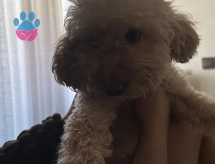 Toy Poodle 4 Yaşında Köpeğim Eş Arıyor
