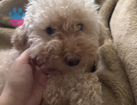 Toy Poodle 4 Yaşında Köpeğim Eş Arıyor