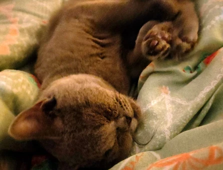 British Shorthair Liloşumuza eş arıyoruz - 118974912