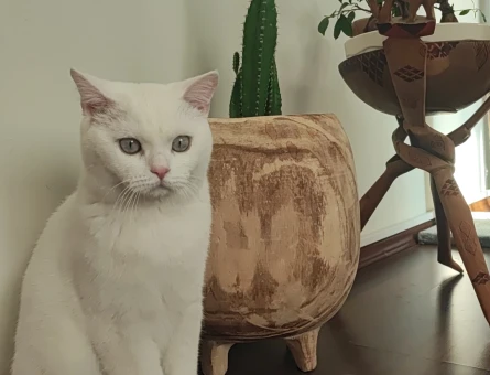 British Shorthair 9 Aylık Erkek Kızgınlıkta - 118974917