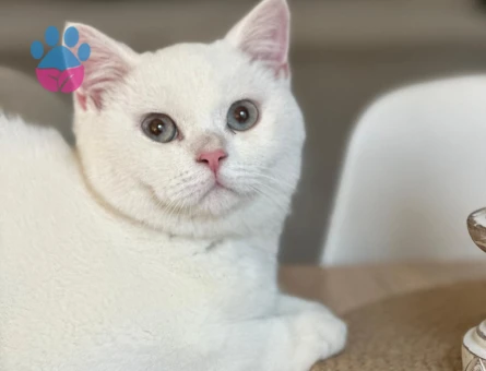 British Shorthair 9 Aylık Erkek Kızgınlıkta