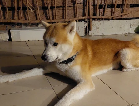 Akita Inu Oğlum Eş Arıyor 4 Yaşında - 118974919