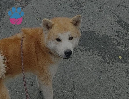 Akita Inu Oğlum Eş Arıyor 4 Yaşında