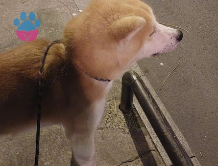 Akita Inu Oğlum Eş Arıyor 4 Yaşında