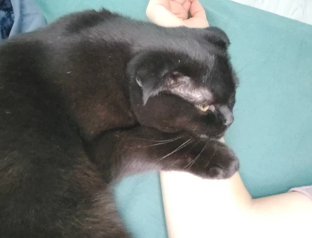 Scottish Fold Kızgınlıkta Oğlum Eş Arıyor - 118974920