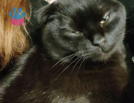 Scottish Fold Kızgınlıkta Oğlum Eş Arıyor