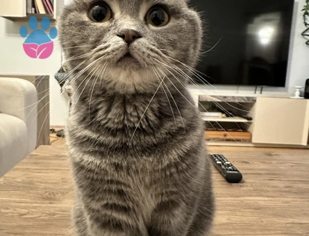 Scottish fold 2 Yaşında Kedim Eş Arıyor Dişi