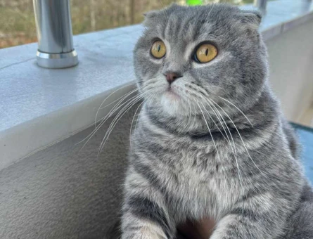 Scottish fold 2 Yaşında Kedim Eş Arıyor Dişi - 118974921