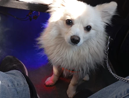 Pomeranian Spitz Tilki Surat 1,5 Yaşında Eş Arıyor - 118974922