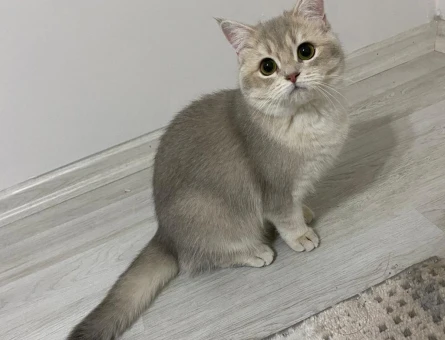 British shorthair Dişi 1,5 Yaşında - 118974923