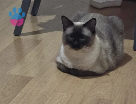 Siyam 1 Yaşında Oğlum Eş Arıyor