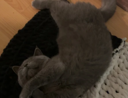 British Shorthair 11 Aylık Paşa Eş Arıyor - 118974925