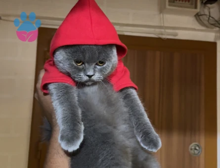 British Shorthair 11 Aylık Paşa Eş Arıyor