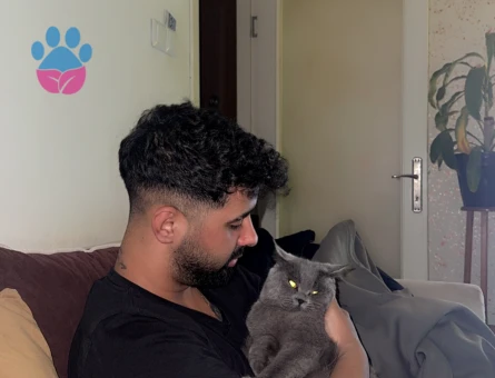 British Shorthair 11 Aylık Paşa Eş Arıyor