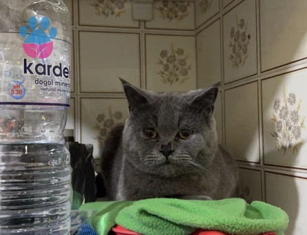 British Shorthair 11 Aylık Paşa Eş Arıyor