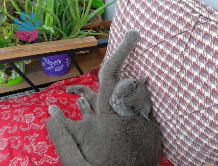 British Shorthair 11 Aylık Paşa Eş Arıyor