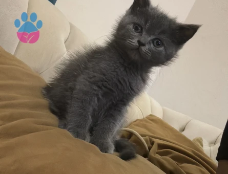 British Shorthair 11 Aylık Paşa Eş Arıyor