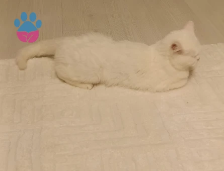 British kızıma Eş Arıyorum