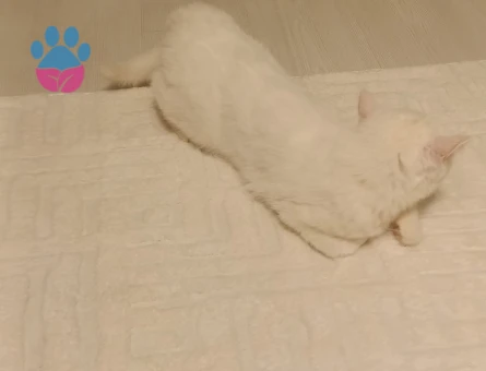 British kızıma Eş Arıyorum