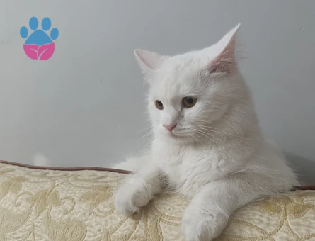 Kızıma yakışıklı erkek arıyorum British shorthair