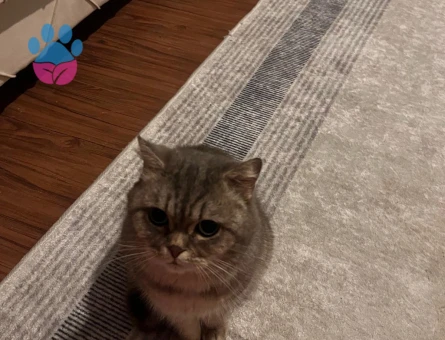Scootish brittish kırma kedi mırmır kızımıza acil koca arıyoruz