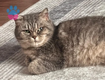 Scootish brittish kırma kedi mırmır kızımıza acil koca arıyoruz