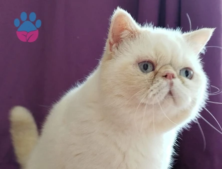 Exotic shorthair Kedim Eş Arıyor