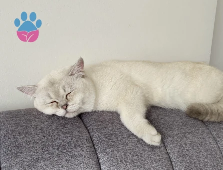 Prensimin prensesini arıyoruz