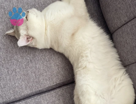 Prensimin prensesini arıyoruz