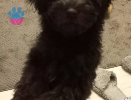 Kızıma eş ariyorum