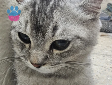 Britihs short hair kedi 1 yaşında erkek aşıları tam eş arıyoruz