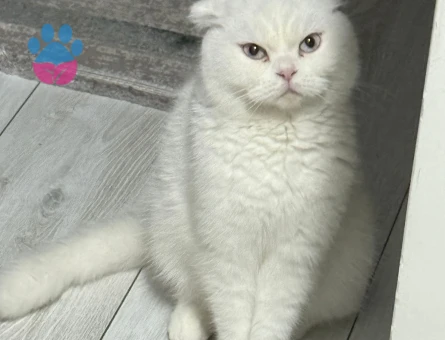 Scottish Fold Pamuk Prenses Eş Arıyor