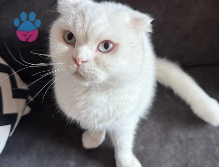 Scottish Fold Pamuk Prenses Eş Arıyor