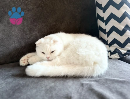 Scottish Fold Pamuk Prenses Eş Arıyor