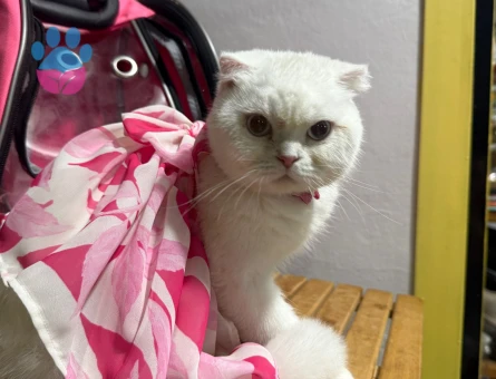 Scottish Fold Pamuk Prenses Eş Arıyor
