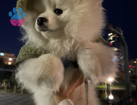 Pomerian boo Erkek Kızgınlıkta Eş Arıyor