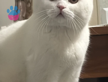 9 aylık oğlumuza eş arıyorum