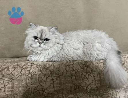British SHorthair 2 Yaşında Kedim Eş Arıyor