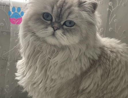 British SHorthair 2 Yaşında Kedim Eş Arıyor