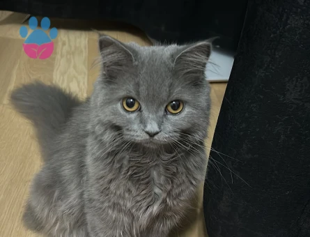 Acil koca arıyoruz kızıma