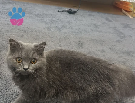 Acil koca arıyoruz kızıma