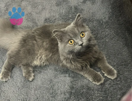 Acil koca arıyoruz kızıma