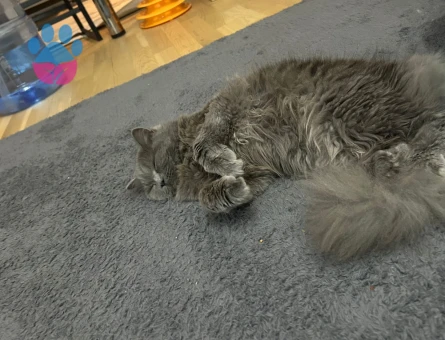 Acil koca arıyoruz kızıma