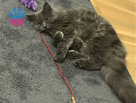 Acil koca arıyoruz kızıma