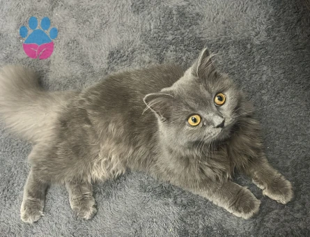 Acil koca arıyoruz kızıma