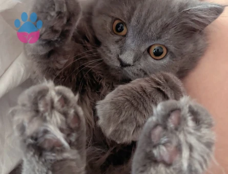 Acil koca arıyoruz kızıma