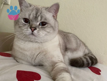 1.5 yaşında british oğlumuza eş arıyoruz