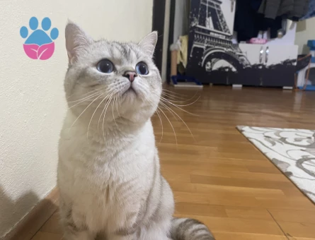 1.5 yaşında british oğlumuza eş arıyoruz