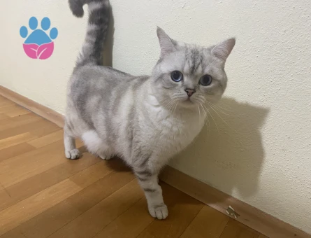 1.5 yaşında british oğlumuza eş arıyoruz